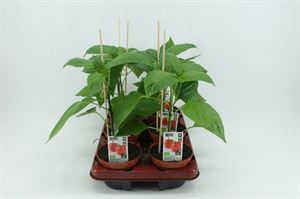 Afbeelding van Paprika Rood